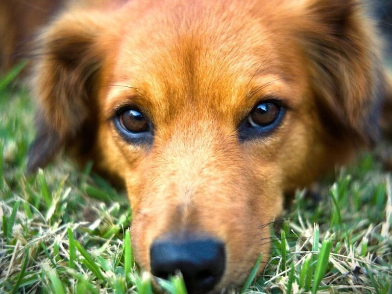 étrendkiegészítő kutyáknak